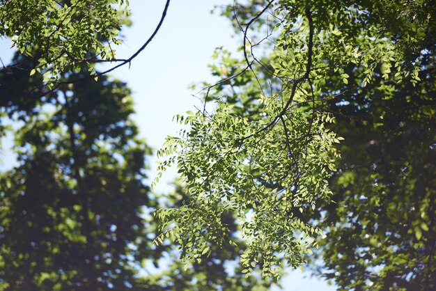 groene boomtakken