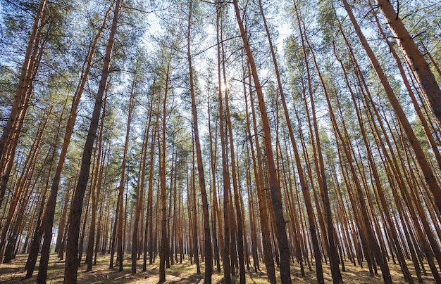 Groene bos achtergrond