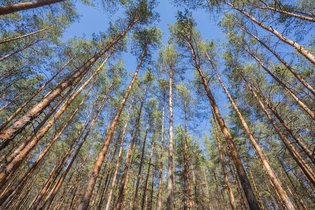 Groene bos achtergrond