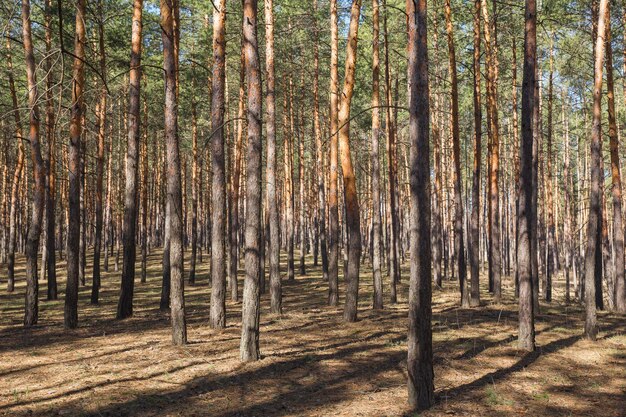 Groene bos achtergrond