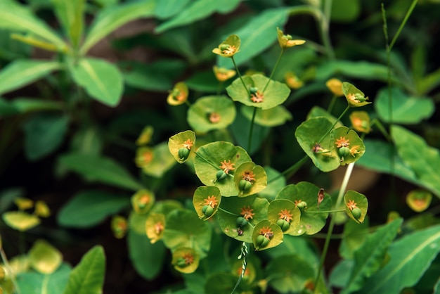 Groene bos bloemen