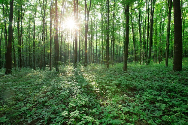 Groene bos bomen. natuur groen hout zonlicht achtergronden