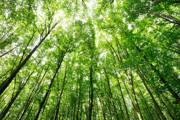 Groene bos bomen. natuur groen hout zonlicht achtergronden