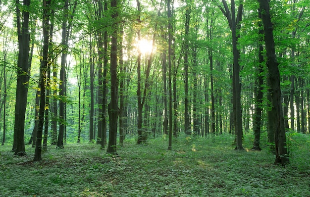 Groene bos bomen. natuur groen hout zonlicht