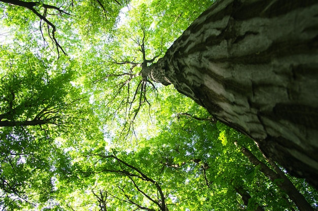 groene bos