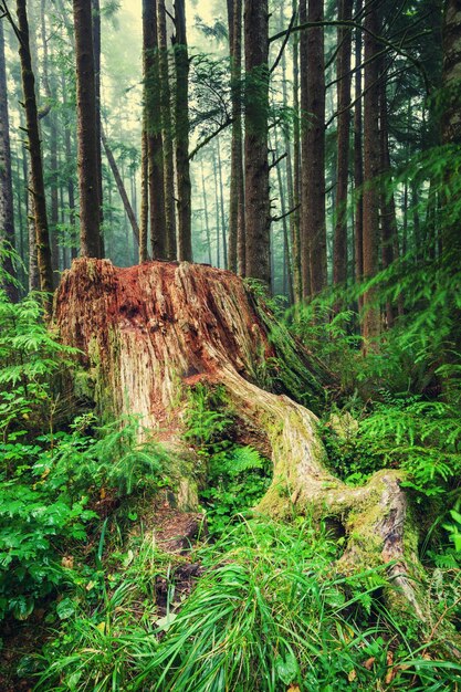 groene bos