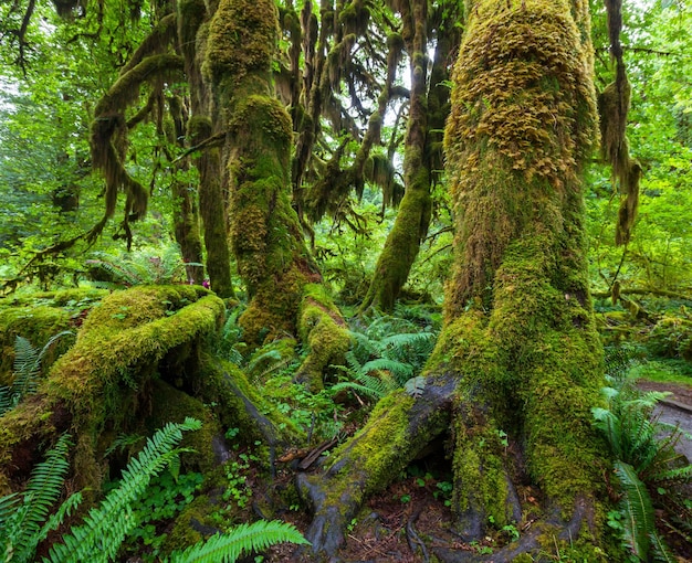 groene bos