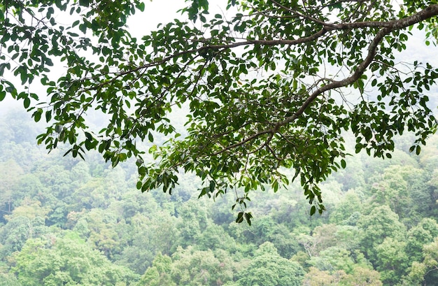 Groene bosachtergrond in een zonnige dag Tropisch bos