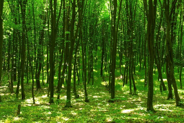 Groene bosachtergrond in zonnige dag