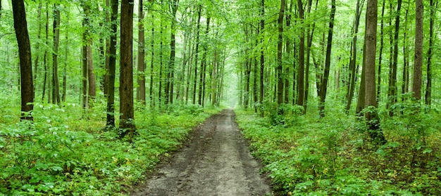 Groene bosachtergrond in zonnige dag