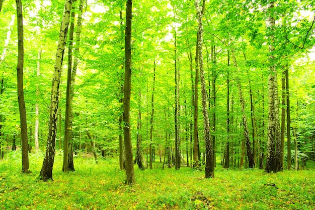 Groene bosachtergrond op een zonnige dag