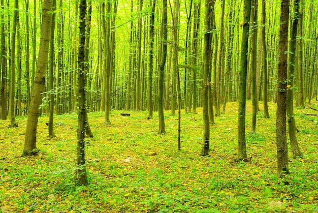 Groene bosachtergrond op een zonnige dag