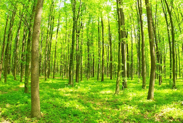 Groene bosachtergrond op een zonnige dag