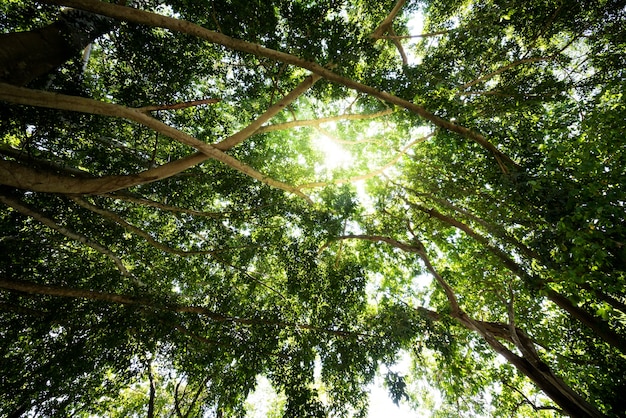 Groene bosbomen met gouden zonneschijn