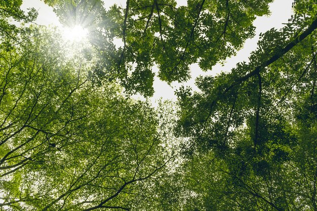 Groene bosbomen met zonlichtachtergrond