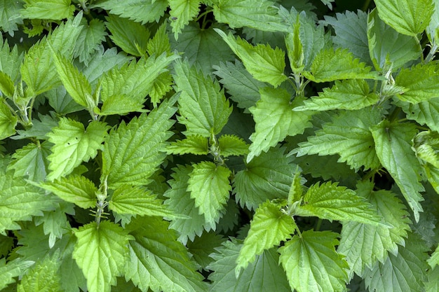 Groene brandnetel achtergrond bovenaanzicht