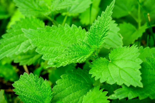 groene brandnetel groeit in de tuin