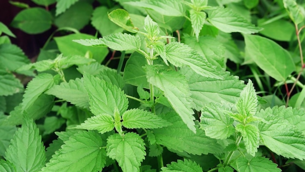 Groene brandnetel natuurlijke kruiden achtergrond