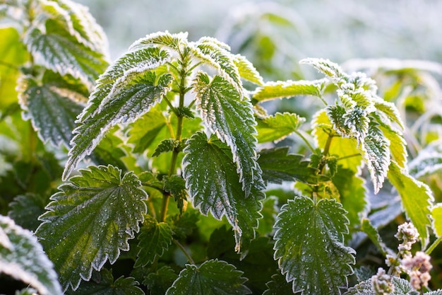 Groene brandnetelbladeren bedekt met witte rijp in de tuin