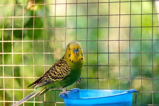 Groene budgiepapegaai die zich op voerdienblad bevindt