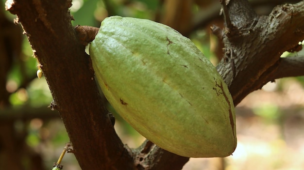 Groene cacaopeul op boom in het veld Theobroma cacao L is een gecultiveerde boom in plantages