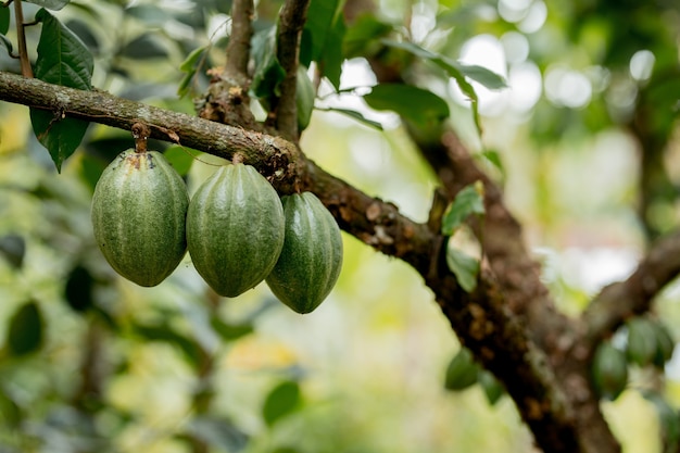 Groene cacaopeulen groeien aan de boom