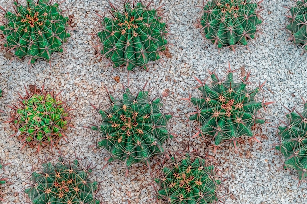 Groene cactus bovenaanzicht op rotstuin