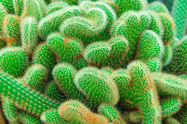 Groene Cactus bovenaanzicht op rotstuin