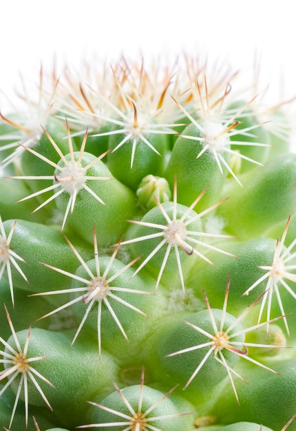 Groene cactus die op wit met het knippen van weg wordt geïsoleerd