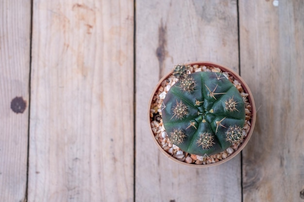 Groene cactus in de potten op houten tafel en zonlicht bovenaanzicht