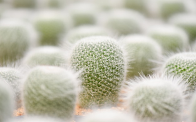 groene cactus in de tuin