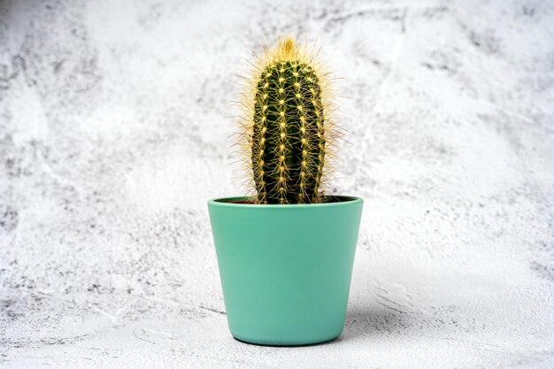 Groene cactus in een pot op een stenen tafel