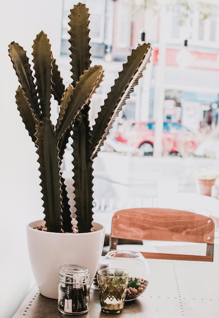 Groene cactus in een pot