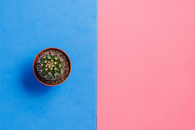 Groene cactus in pot op roze en blauwe pastelkleurachtergrond