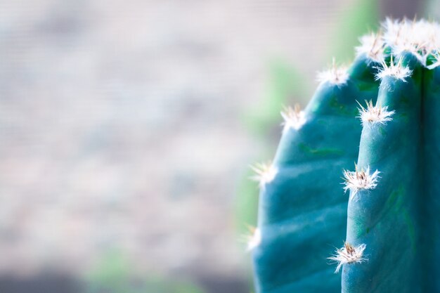 Groene cactus in potgrond met lange doornen