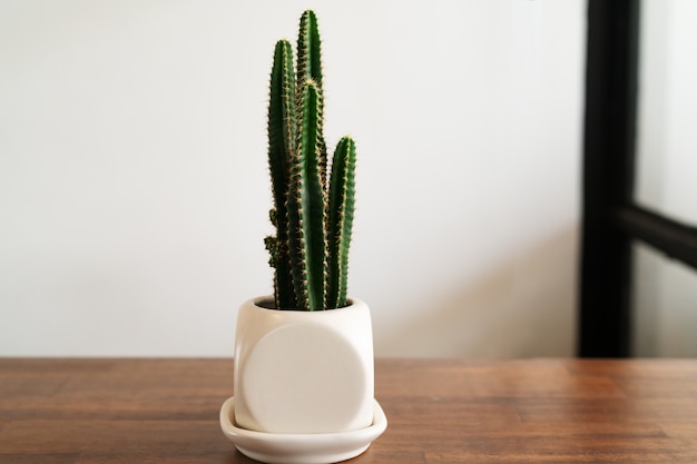 Groene cactus in witte pot op houten lijst zijaanzicht