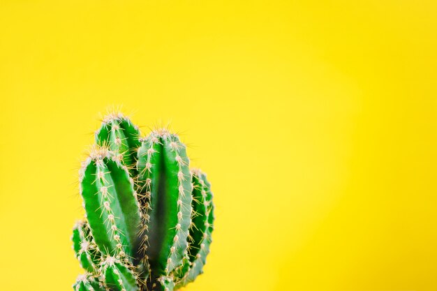 Groene cactus met doorn op geel