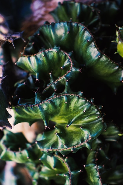 Foto groene cactus met doornen