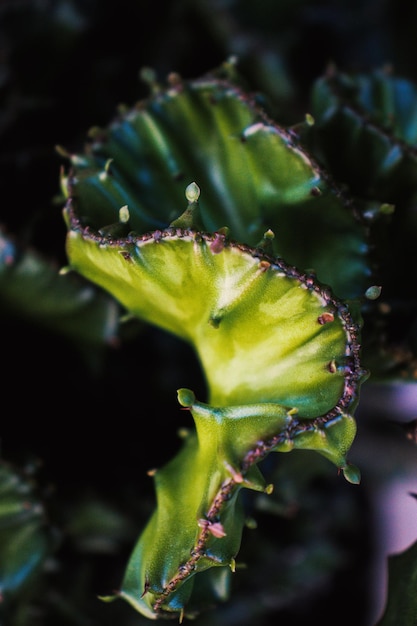 Foto groene cactus met doornen