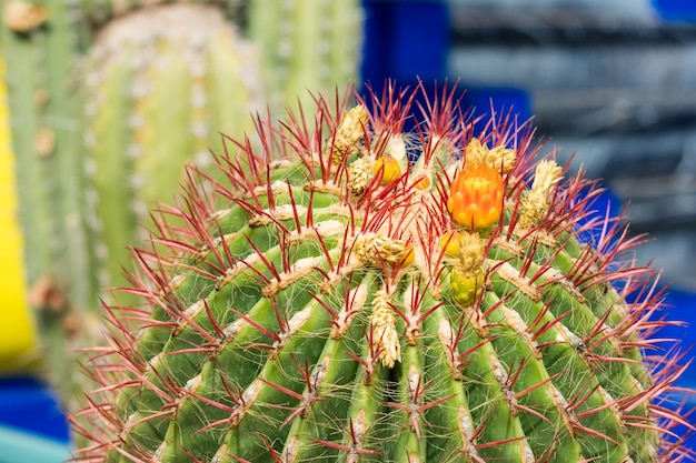 Groene cactus met oranje bloem