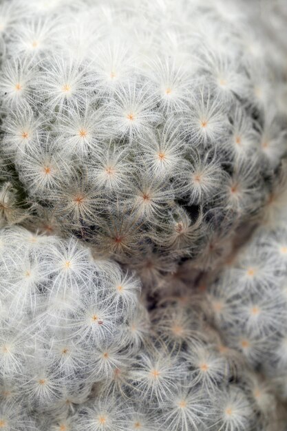 Groene cactus met scherpe doornen in de tuin, succulente cactus in de zomerwoestijn.