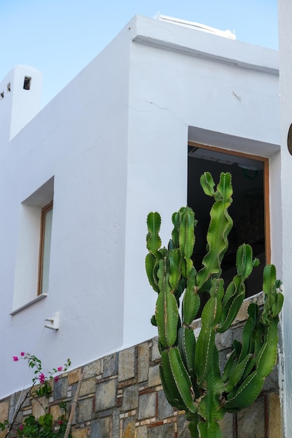 Groene cactus op de achtergrond van een witte muur van een stenen gebouw