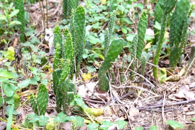 Groene cactus op de grond.