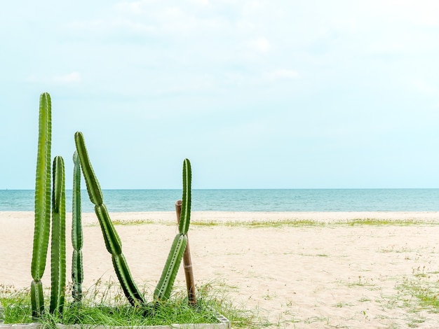 Groene cactus op het strand op zand en blauwe hemel met kopie ruimte