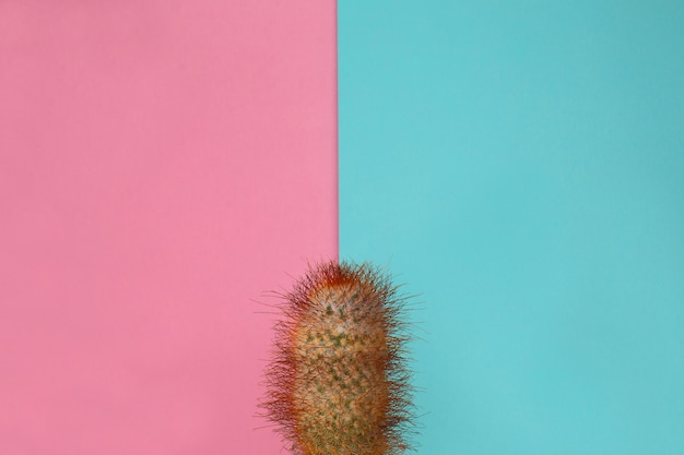 Groene cactus op roze en groen