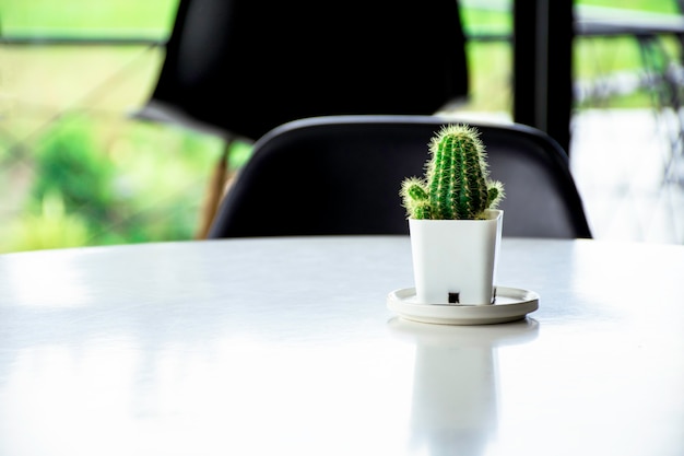 Groene cactus plant op witte bureau achtergrond met lege ruimte met flare licht in de ochtend, schattige mini cactus op witte achtergrond, succulente planten in pot op tafel, witte bureau achtergrond voor tekst