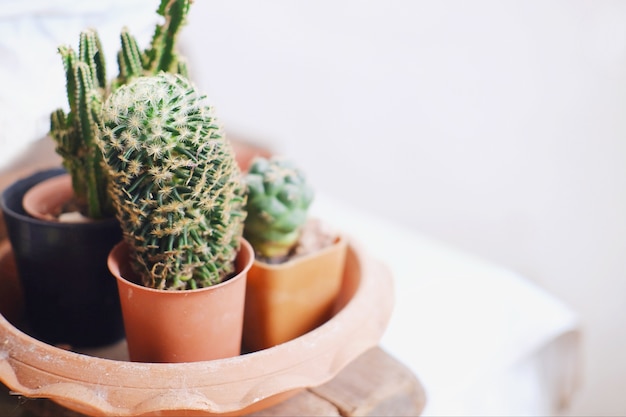 Groene cactus plant