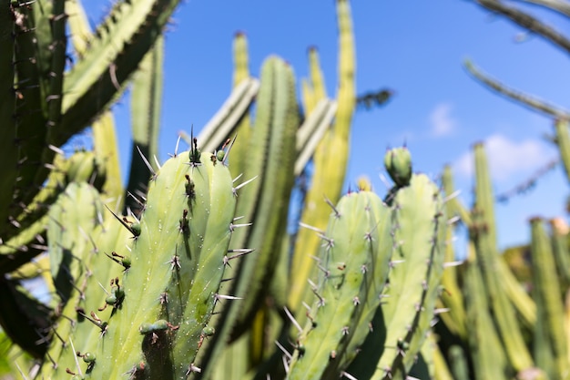 Groene cactus