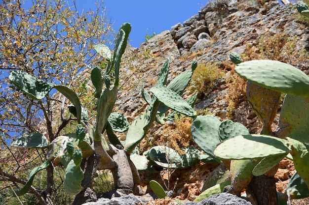 groene cactusbladeren onder stenen muur in zonnige dag