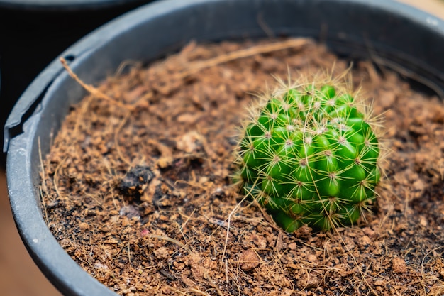 Groene cactusinstallatie in pot